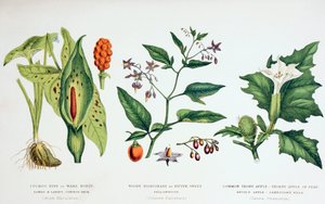 一般的な有毒植物、c.1890（カラー彫刻） 作： English School